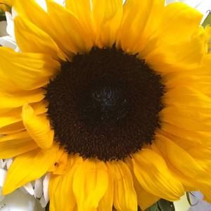 Meet your Posher, Lizzy